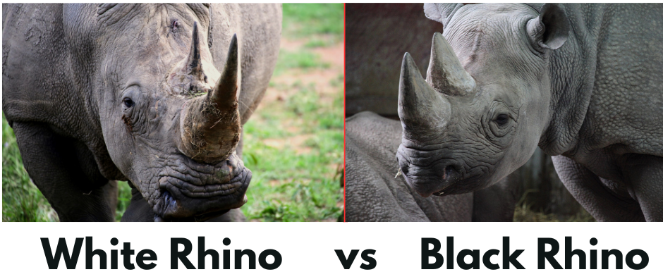 white vs. black rhinos - Capture Kenya