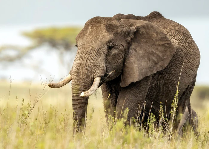 Big Tusker Safari